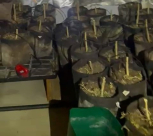 اعتقال شاب من الرملة بشبهة زراعة حوالي 100 شتلة ‘مارحوانا‘